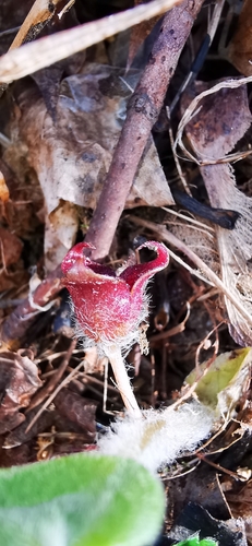 Asarum europaeum