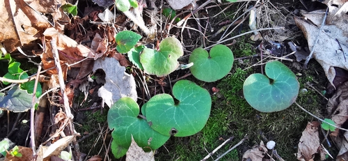 Asarum europaeum