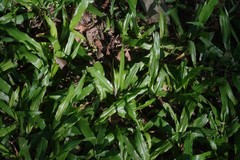 Dactyloctenium australe