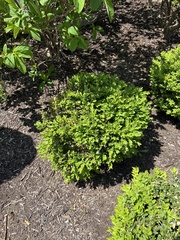 Buxus