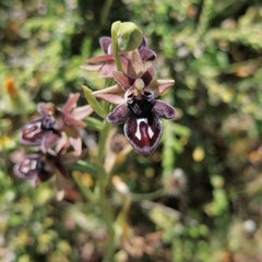 Ophrys cretica
