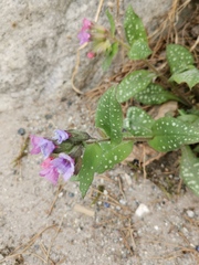 Pulmonaria affinis