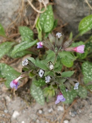 Pulmonaria affinis