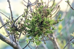 Aceria pistaciae