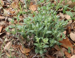 Spigelia hedyotidea