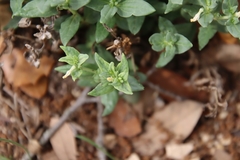 Spigelia hedyotidea