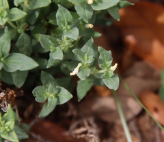 Spigelia hedyotidea