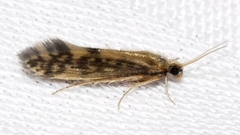 Agraylea