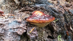 Ganoderma pfeifferi