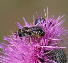 Megachile inimica
