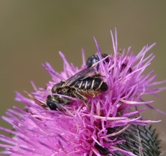 Megachile inimica