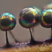 Lamproderma sauteri - Photo (c) Tyson Ehlers,  זכויות יוצרים חלקיות (CC BY-NC), הועלה על ידי Tyson Ehlers