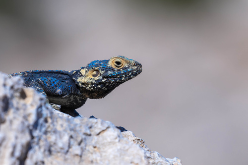 Roughtail Rock Agama, photo 4 of 10