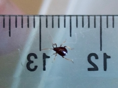 Gibbium aequinoctiale