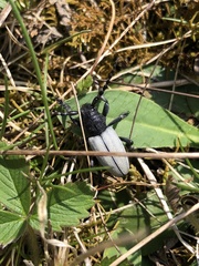 Dorcadion fuliginator