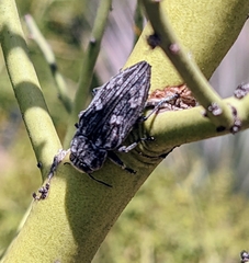 Chrysobothris merkelii