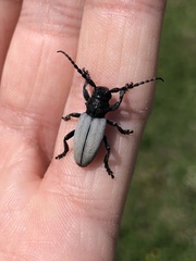 Dorcadion fuliginator