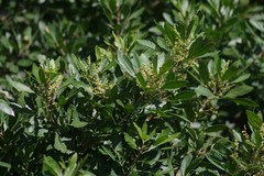 Allophylus natalensis