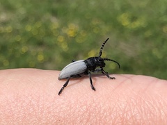 Dorcadion fuliginator