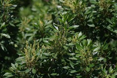 Allophylus natalensis