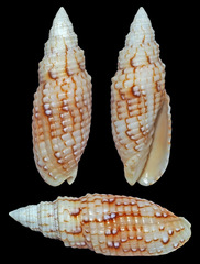 Scabricola variegata
