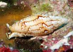 Scabricola variegata