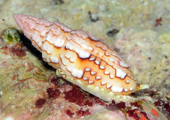 Scabricola variegata