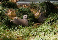 Streptopelia decaocto