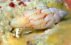 Scabricola variegata