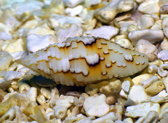 Scabricola variegata