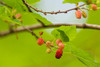 Mulberries - Photo (c) Melissa McMasters, some rights reserved (CC BY)
