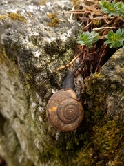 Campylaea illyrica