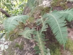 Pleopeltis polypodioides