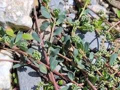 Corrigiola telephiifolia