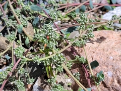 Corrigiola telephiifolia