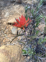 Castilleja pruinosa
