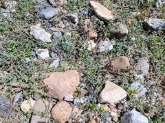 Corrigiola telephiifolia