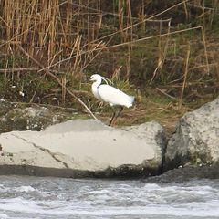 Egretta garzetta