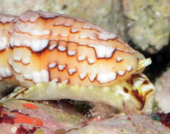 Scabricola variegata