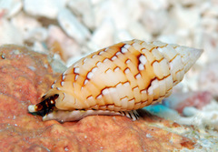Scabricola variegata