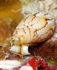Scabricola variegata