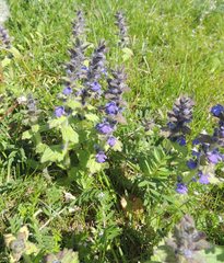 Ajuga genevensis