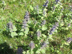 Ajuga genevensis