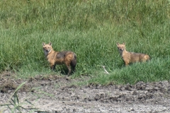 Canis aureus syriacus