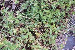 Trifolium dubium