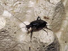 Homoeogryllus adunctus