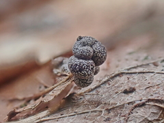 Polyschismium chailletii