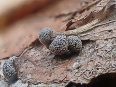 Polyschismium chailletii