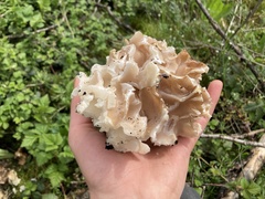 Daleomyces phillipsii