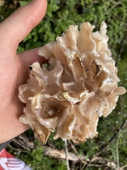 Daleomyces phillipsii